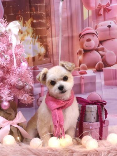 20241224だんごくん